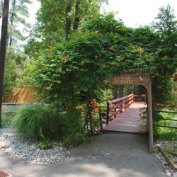 Location: Norristown, Pennsylvania at zoo
Date: 2012-08-04
vine on trellis