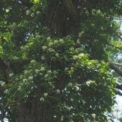 Location: Jenkins Arboretum in Berwyn, Pennsylvania
Date: 2014-06-22
white flower clusters in middle vine