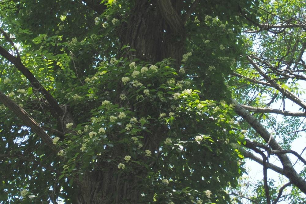 Photo of Climbing hydrangea (Hydrangea barbara) uploaded by ILPARW