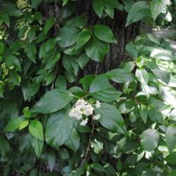 Location: Jenkins Arboretum in Berwyn, Pennsylvania
Date: 2014-06-22
dark foliage and white flower cluster
