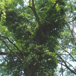 Location: Jenkins Arboretum in Berwyn, Pennsylvania
Date: 2014-06-22
full-grown up tree in bloom