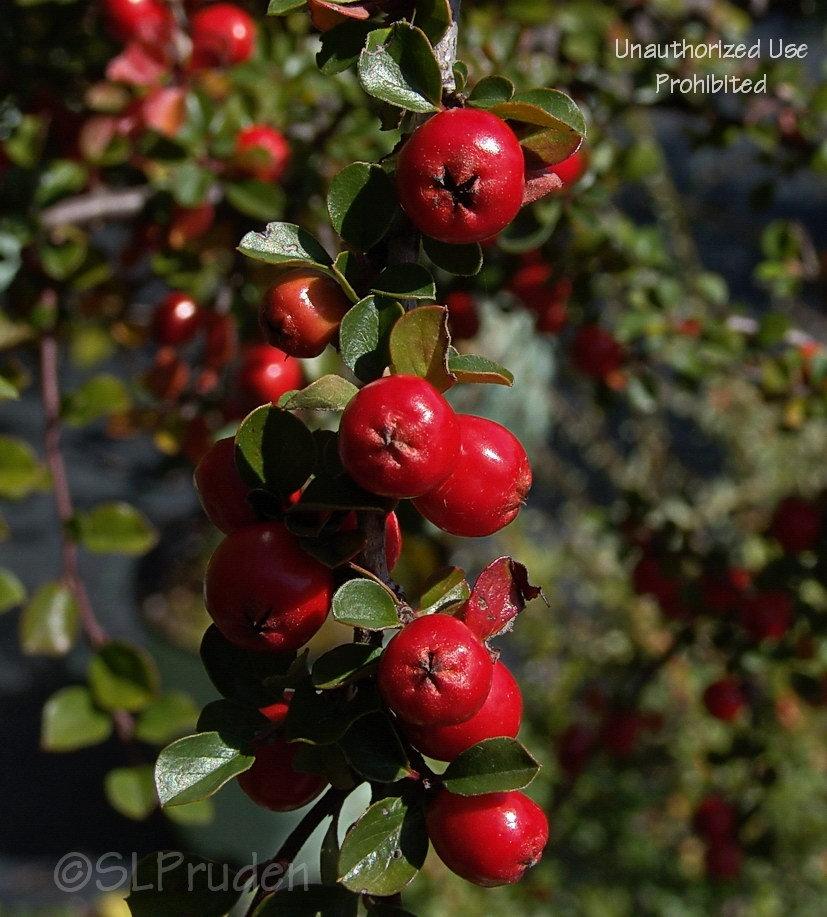 Photo of Cranberry Cotoneaster (Cotoneaster apiculatus) uploaded by DaylilySLP