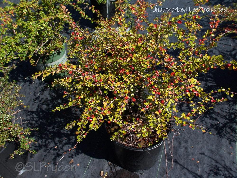 Photo of Cranberry Cotoneaster (Cotoneaster apiculatus) uploaded by DaylilySLP