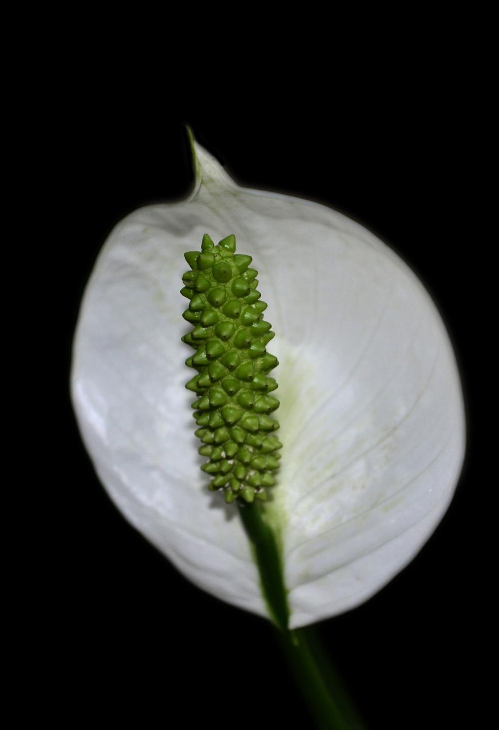 Photo of Peace Lilies (Spathiphyllum) uploaded by dawiz1753