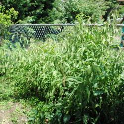 Location: Downingtown, Pennsylvania
Date: 2011-08-19
grass along fence in backyard