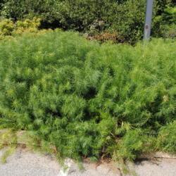 Location: Tyler Arboretum near Media, Pennsylvania
Date: 2011-08-24
several plants in a mass at a parking lot
