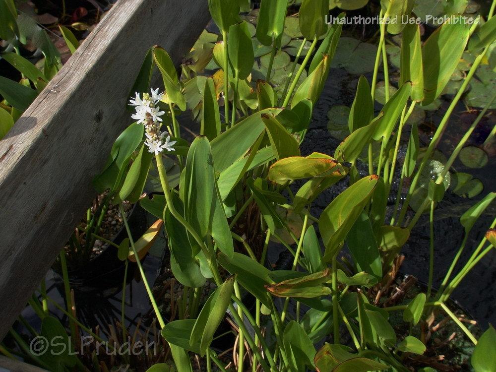 Photo of Pickerelweed (Pontederia cordata) uploaded by DaylilySLP