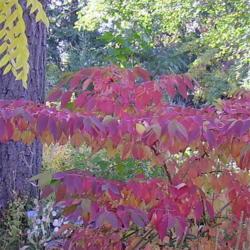 Location: Riverview, Robson, B.C. 
Date: 2007-10-11
A wonderful shrub for fall colour.