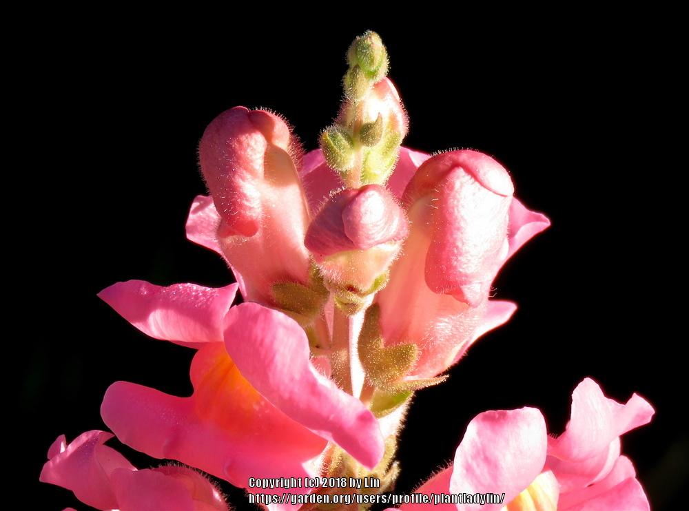 Photo of Snapdragon (Antirrhinum majus) uploaded by plantladylin