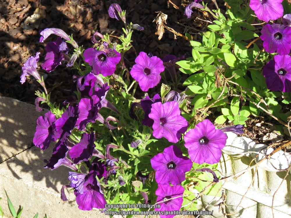 Photo of Petunias (Petunia) uploaded by plantladylin