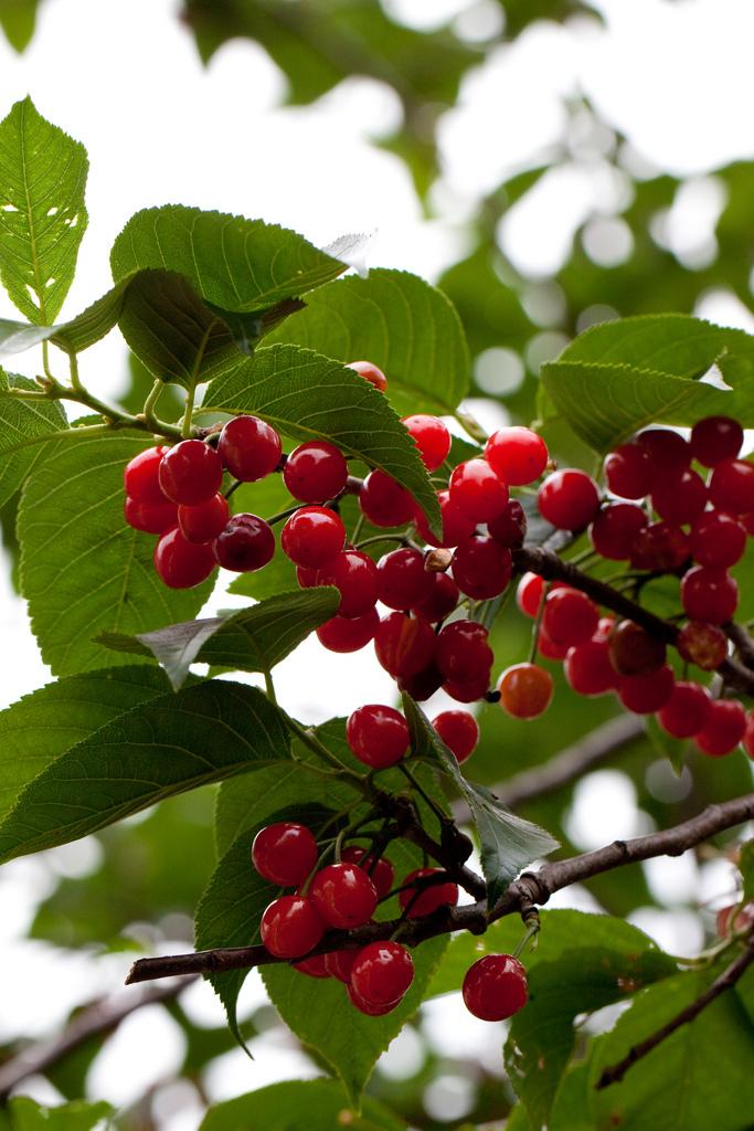 Photo of Sweet Cherries (Prunus avium) uploaded by robertduval14