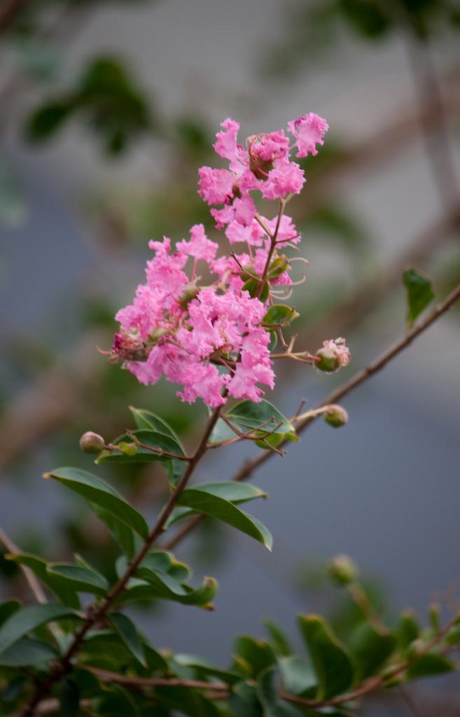 Photo of Crepe Myrtle (Lagerstroemia indica) uploaded by robertduval14