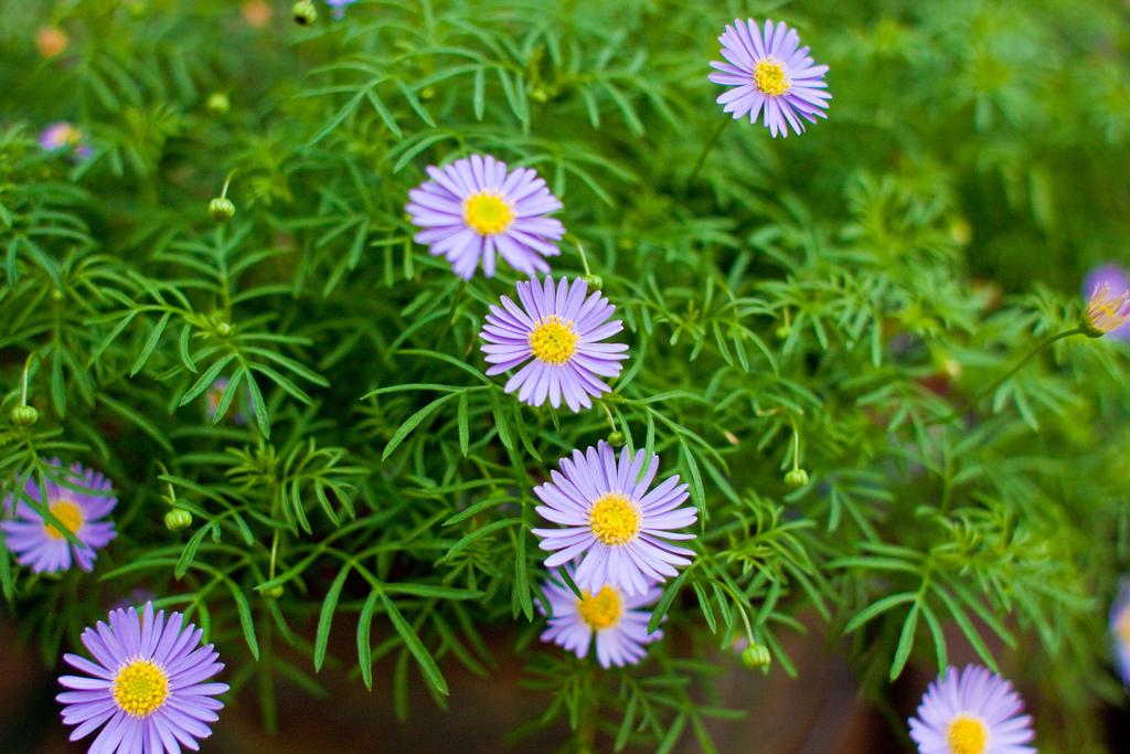 Photo of Asters (Aster) uploaded by robertduval14