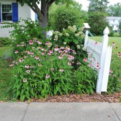 Location: Downingtown, Pennsylvania
Date: 2017-07-05
group in bloom at fence