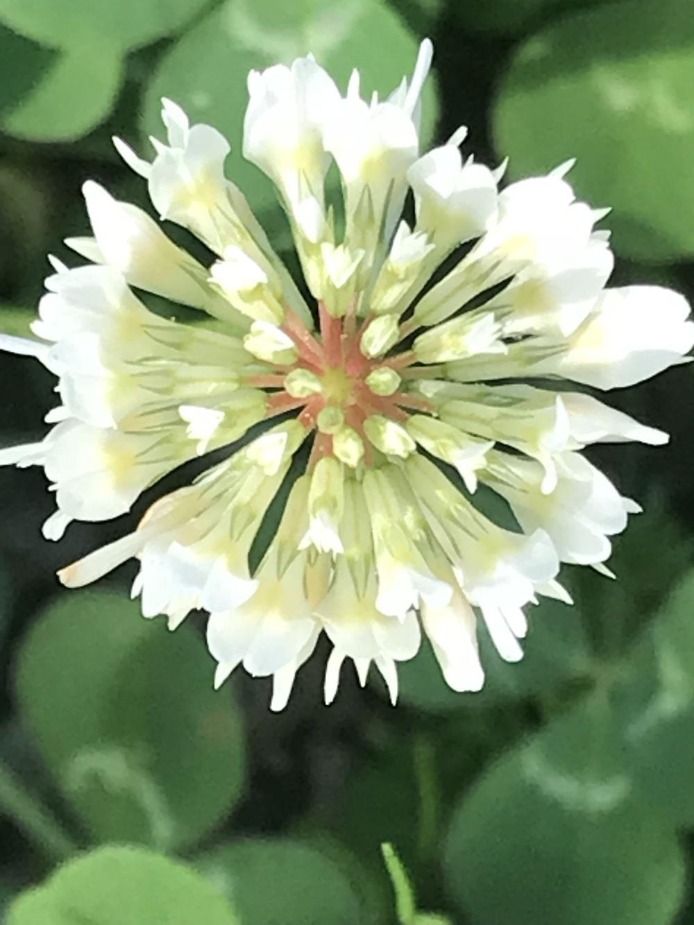 Photo of White Clover (Trifolium repens) uploaded by MunSung1075