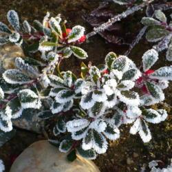 Location: Nora's Garden - Castlegar, B.C.
Date: 2011-12-08
 - Hoar frost in December.