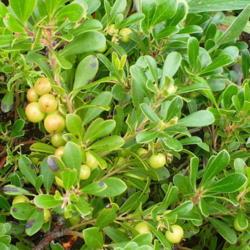 Location: Nora's Garden - Castlegar, B.C.
Date: 2013-06-22
 - Fresh, plump green berries in June.