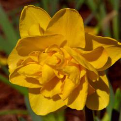 Location: Botanical Gardens of the State of Georgia...Athens, Ga
Date: 2018-02-27
Double Daffodil 001