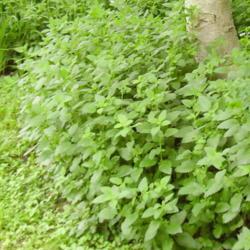 Location: Riverview, Robson, B.C. 
Date: 2006-06-29
Lemon Balm nestles at the base of the English Walnut tree.