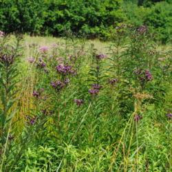 Location: near West Chester, Pennsylvania
Date: 2011-08-05
wild plants in bloom in native meadow