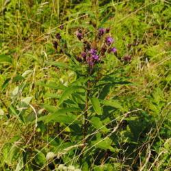 Location: near West Chester, Pennsylvania
Date: 2011-08-05
smaller plant in bloom in native meadow