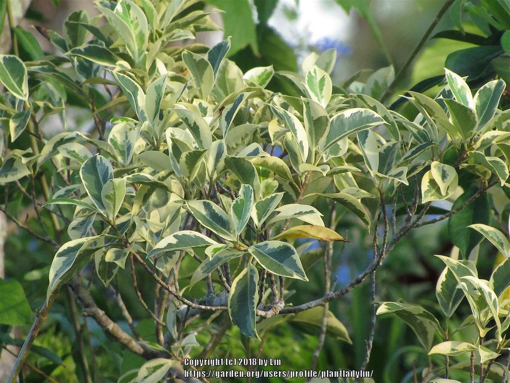 Photo of Weeping Fig (Ficus benjamina 'Variegata') uploaded by plantladylin