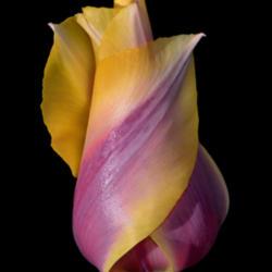 Location: Botanical Gardens of the State of Georgia...Athens, Ga
Date: 2018-03-03
Grand Opening - Purple And Yellow Tulip 001