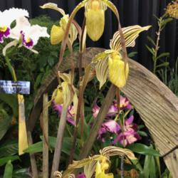 Location: Tampa Orchid Show
Date: 2018-03-04
