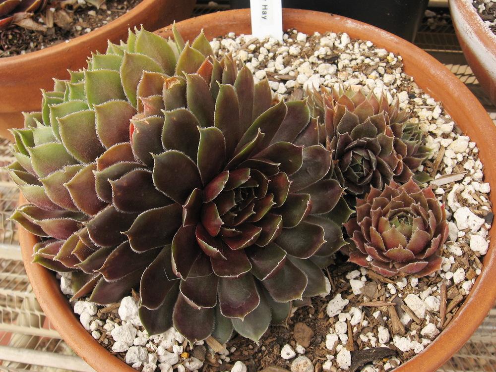 Photo of Sempervivum uploaded by plantmanager
