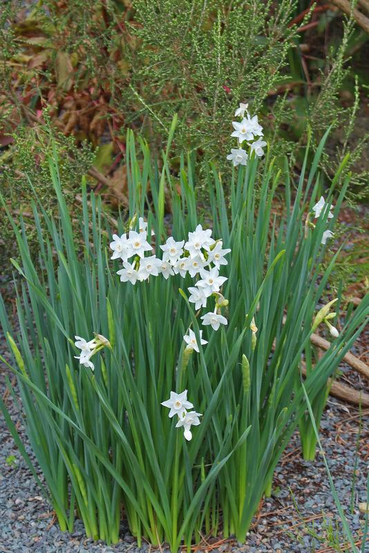 Photo of Paperwhite (Narcissus papyraceus) uploaded by RuuddeBlock