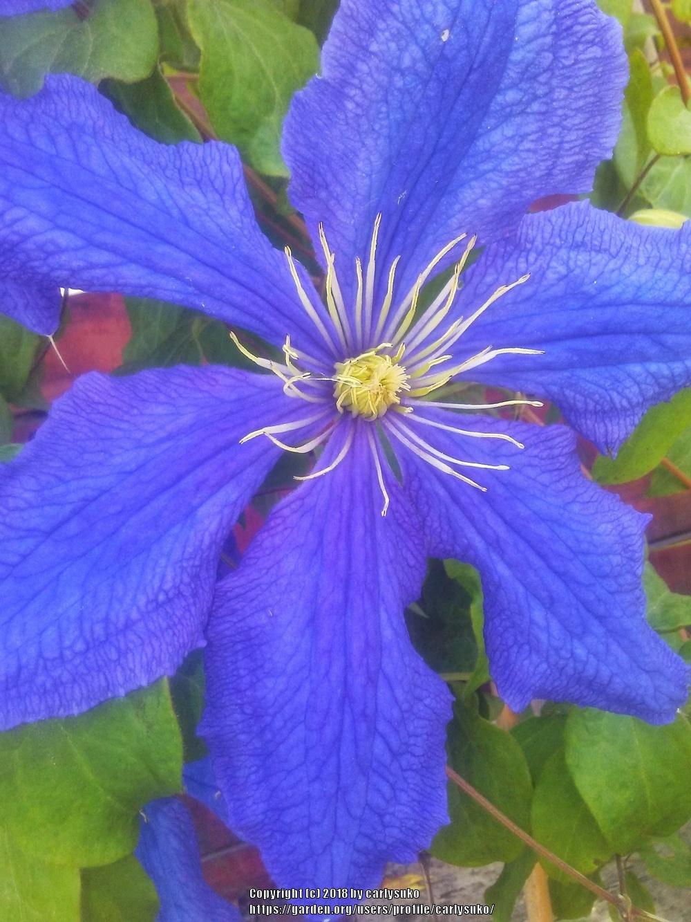 Photo of Clematis uploaded by carlysuko