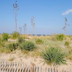 Location: Rehoboth Beach, Delaware
Date: 2010-09-08
wild plants in the dunes