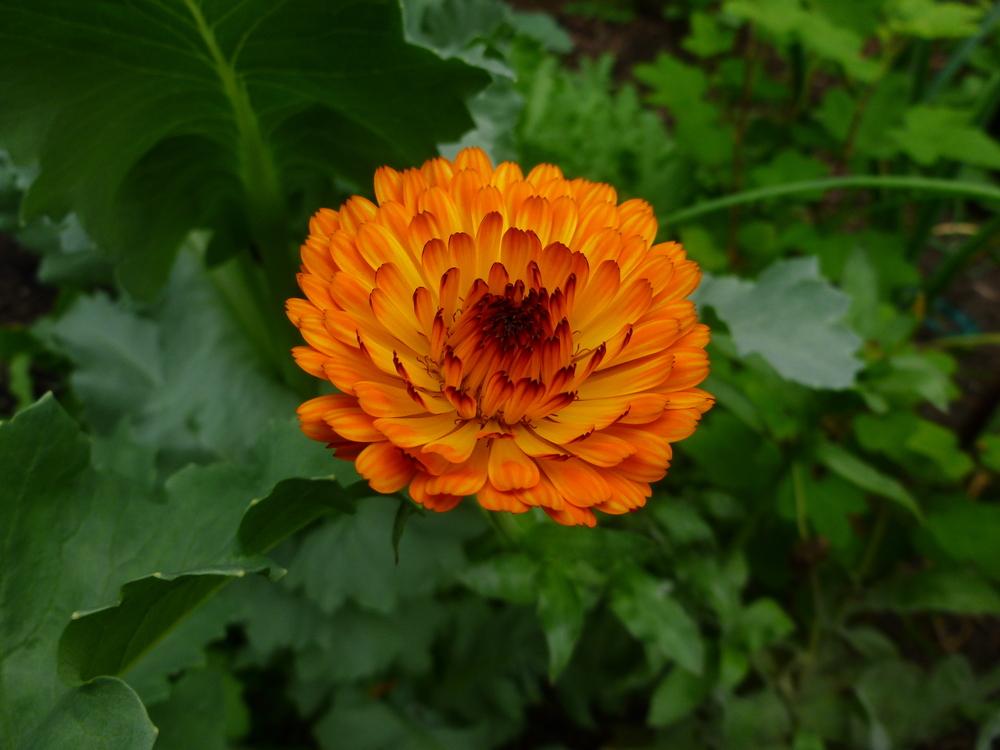 Photo of Pot Marigold (Calendula officinalis) uploaded by gardengorilla97306