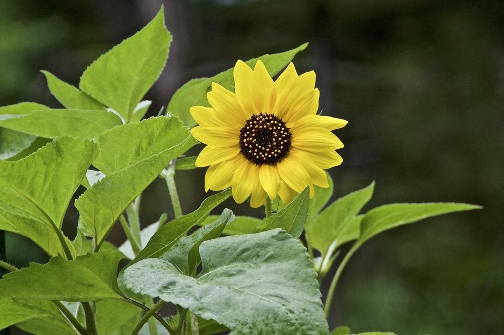 Photo of Sunflowers (Helianthus annuus) uploaded by Fleur569