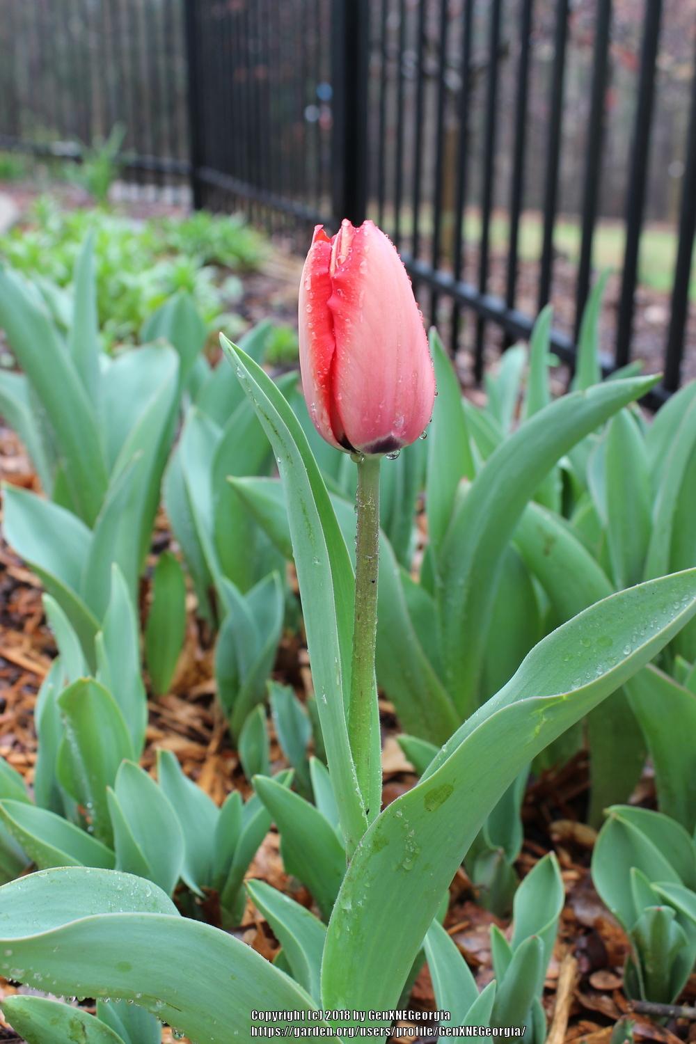 Photo of Darwin Hybrid Tulip (Tulipa 'Red Impression') uploaded by GenXNEGeorgia