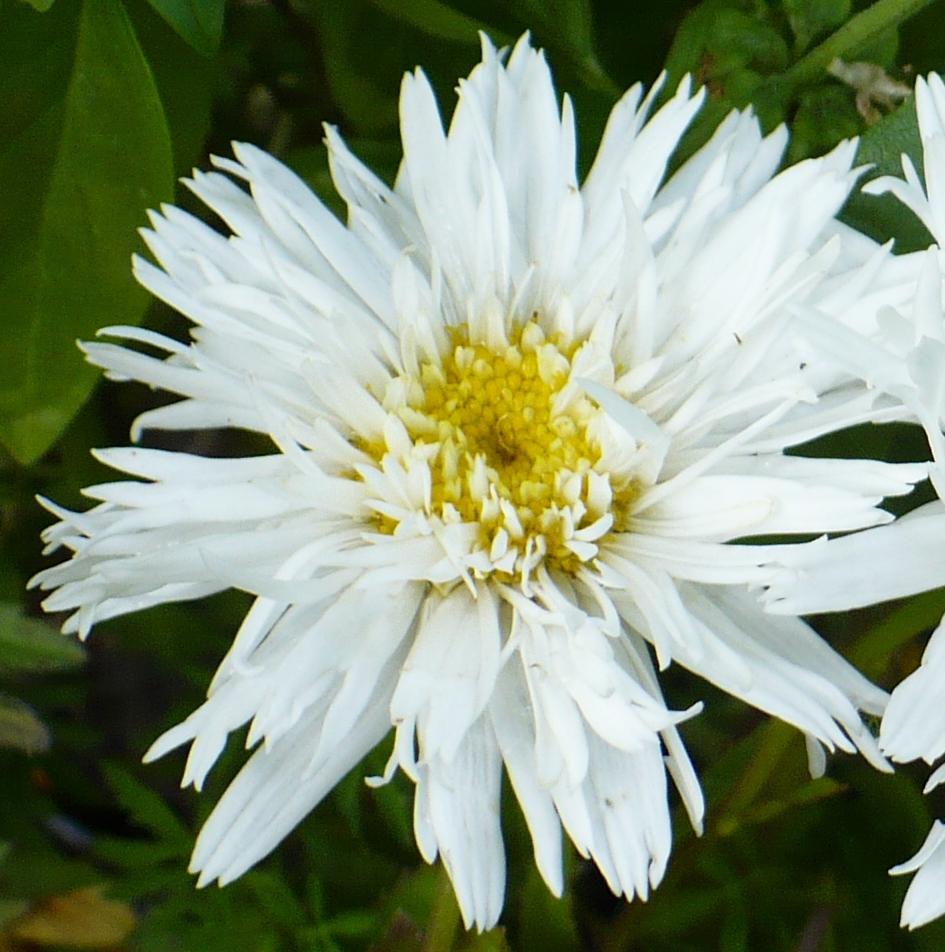 Photo of Shasta Daisy (Leucanthemum x superbum 'Crazy Daisy') uploaded by HemNorth