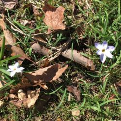 Location: Sharps Chapel, Tennessee
Date: 2018-02-27
Ipheion naturalizing in lawn