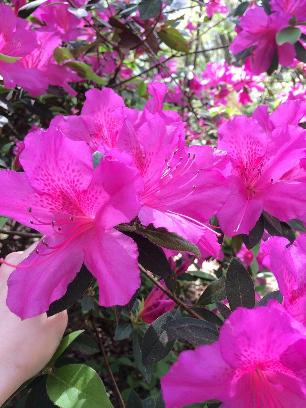 Photo of Satsuki Azalea (Rhododendron indicum) uploaded by Scmagnolia1