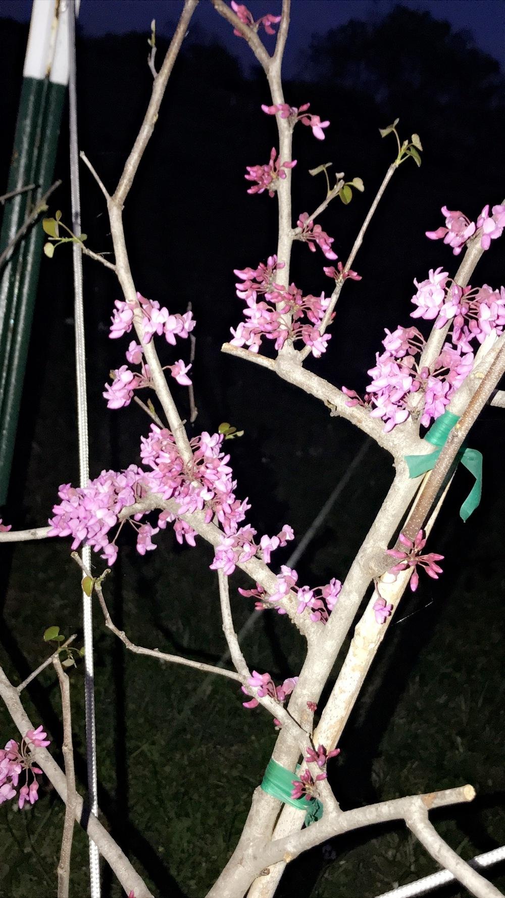 Photo of Texas Redbud (Cercis canadensis var. texensis) uploaded by Gutierrez_lea
