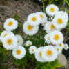 Schneehurken - looking fresh "as a Daisy" in full sun.