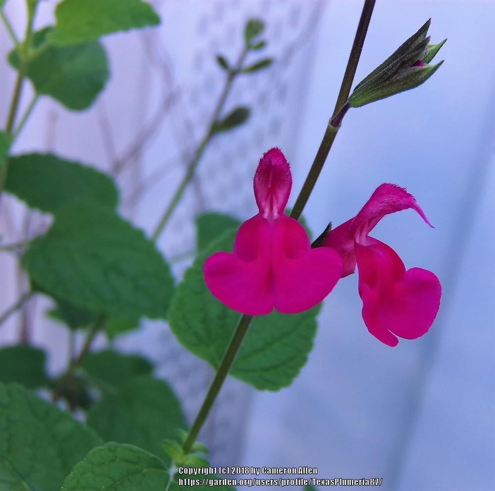 Photo of Salvia (Salvia microphylla 'La Trinidad') uploaded by TexasPlumeria87
