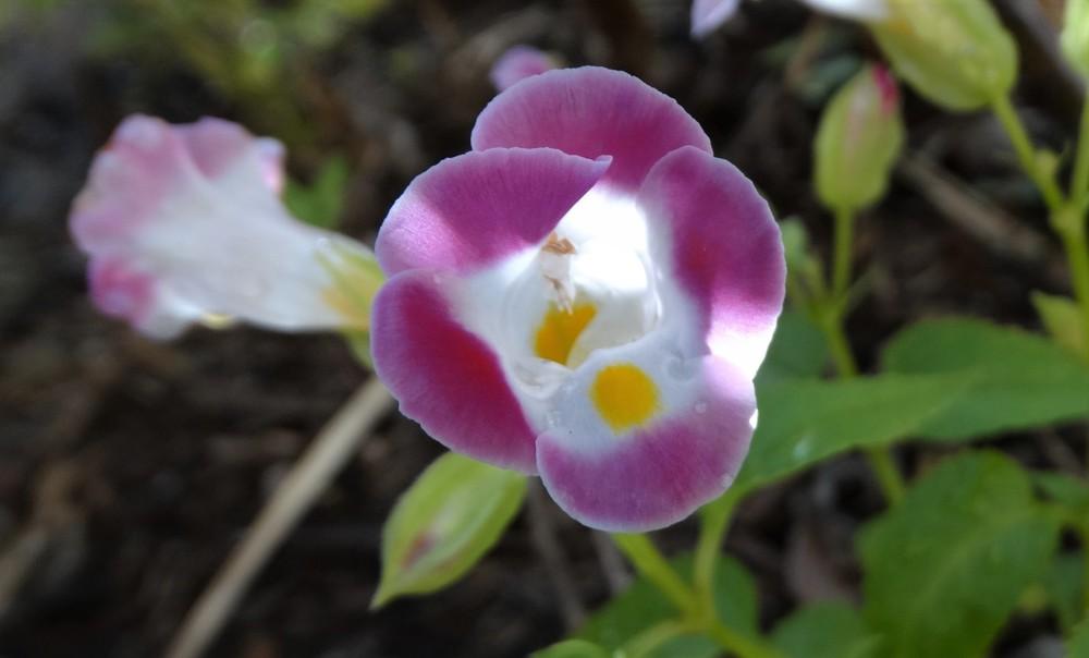 Photo of Wishbone Flower (Torenia fournieri) uploaded by carolem