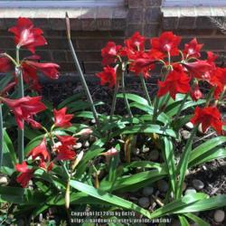 Location: my garden HW 
Date: 2018-03-22
St joseph and NOid  red