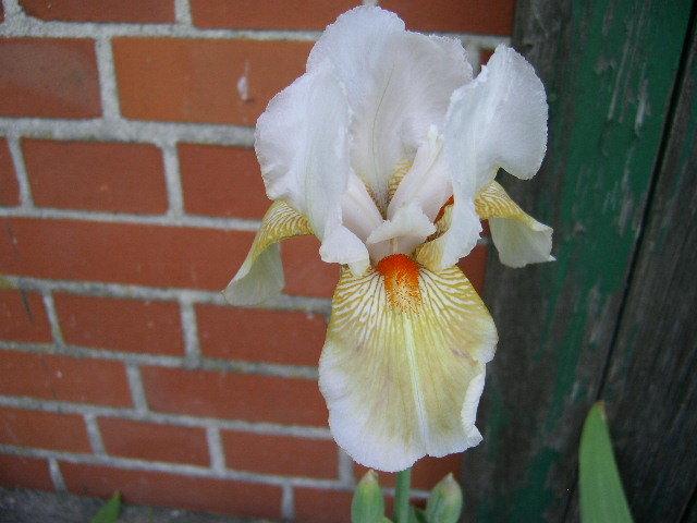 Photo of Tall Bearded Iris (Iris 'Gay Paree') uploaded by Caruso