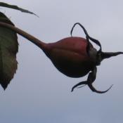 A large rose hip which has survived the winter and the birds