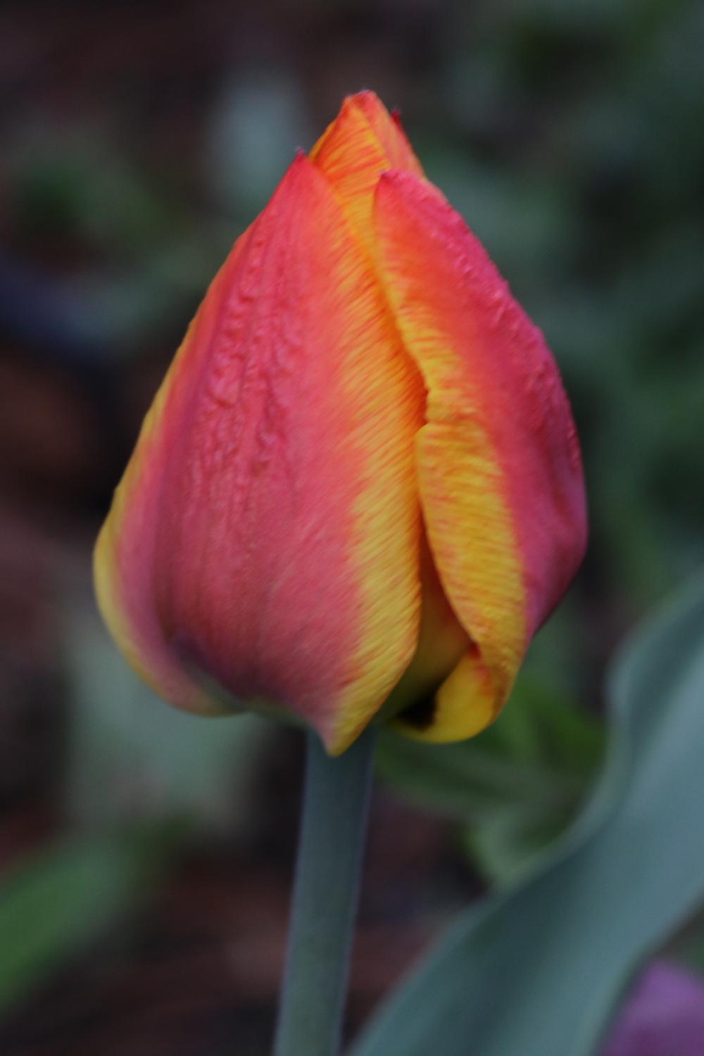 Photo of Darwin Hybrid Tulip (Tulipa 'Daydream') uploaded by Lucichar