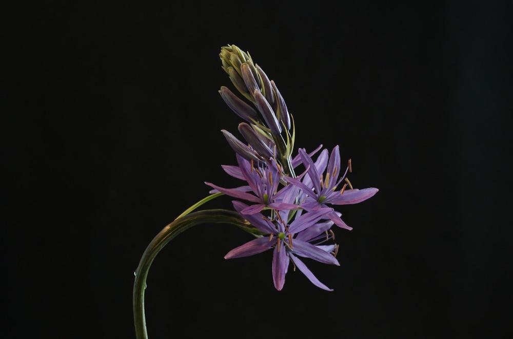 Photo of Camas Lily (Camassia quamash) uploaded by Lucichar