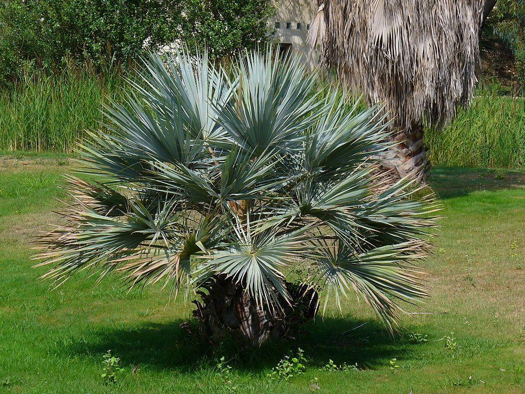 Photo of Mexican Blue Palm (Brahea armata) uploaded by robertduval14