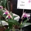 Part of the Southern Suburbs Orchid Society display.