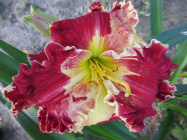 Photo of Daylilies (Hemerocallis) uploaded by Caruso